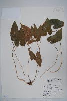 淫羊藿藏品圖，第1張