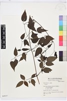 登錄號:S049537藏品圖，第1張