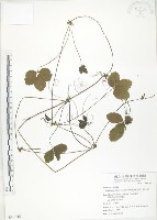 蛇莓、地莓、龍吐珠藏品圖，第1張