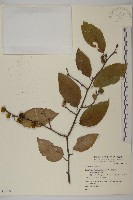 登錄號:S049557藏品圖，第1張