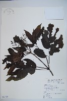 接骨木，木蒴藋藏品圖，第1張