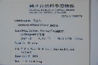 接骨木，木蒴藋藏品圖，第2張