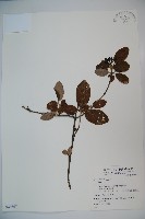 登錄號:S049567藏品圖，第1張