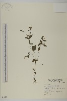 登錄號:S049575藏品圖，第1張