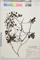 登錄號:S049576藏品圖，第1張