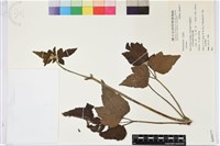 登錄號:S049577藏品圖，第1張