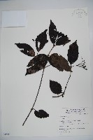 登錄號:S049587藏品圖，第1張