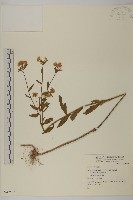 闊葉金錦香藏品圖，第1張