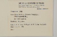 闊葉金錦香藏品圖，第2張