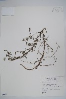 登錄號:S049599藏品圖，第1張