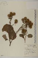 登錄號:S049600藏品圖，第1張