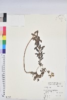 登錄號:S049604藏品圖，第1張