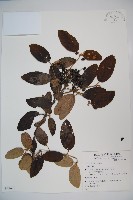 登錄號:S049606藏品圖，第1張