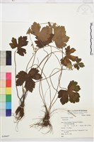 登錄號:S049607藏品圖，第1張