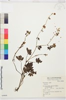 登錄號:S049608藏品圖，第1張