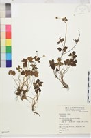 登錄號:S049609藏品圖，第1張