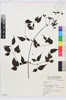 登錄號:S049610藏品圖，第1張