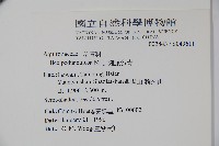 刻脈冬青藏品圖，第2張