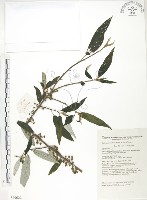 水麻藏品圖，第1張