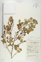 太魯閣胡頹子藏品圖，第1張