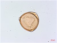 太魯閣胡頹子藏品圖，第2張