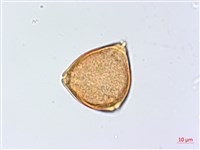 太魯閣胡頹子藏品圖，第3張