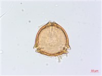 太魯閣胡頹子藏品圖，第4張