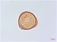 太魯閣胡頹子藏品圖，第5張