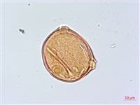 太魯閣胡頹子藏品圖，第6張