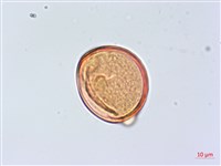 太魯閣胡頹子藏品圖，第7張