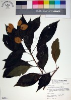 玉葉金花藏品圖，第1張