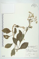 生毛將軍藏品圖，第1張