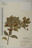 交趾衛矛藏品圖，第1張