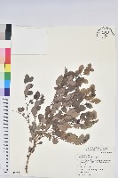 紅仔珠藏品圖，第1張