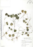 苞花蔓藏品圖，第1張