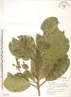 蘭嶼山欖, 大葉樹青藏品圖，第1張