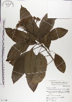 青脆枝藏品圖，第1張