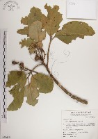 大葉樹蘭藏品圖，第1張