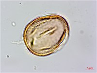 水黃皮藏品圖，第2張