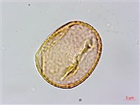 水黃皮藏品圖，第3張