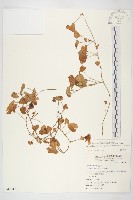 海牽牛藏品圖，第1張