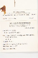 海牽牛藏品圖，第2張