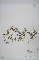 爵床藏品圖，第1張