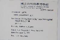 爵床藏品圖，第2張