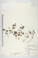 紫背草藏品圖，第1張