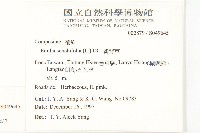 紫背草藏品圖，第2張