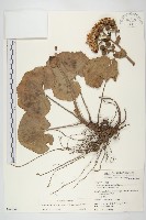 山菊藏品圖，第1張