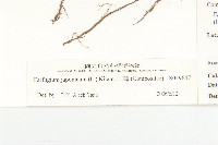 山菊藏品圖，第3張