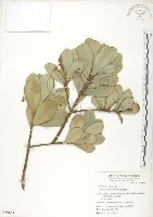 蘭嶼樹杞、蘭嶼紫金牛藏品圖，第1張