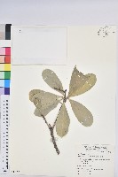 蘭嶼土沉香藏品圖，第1張